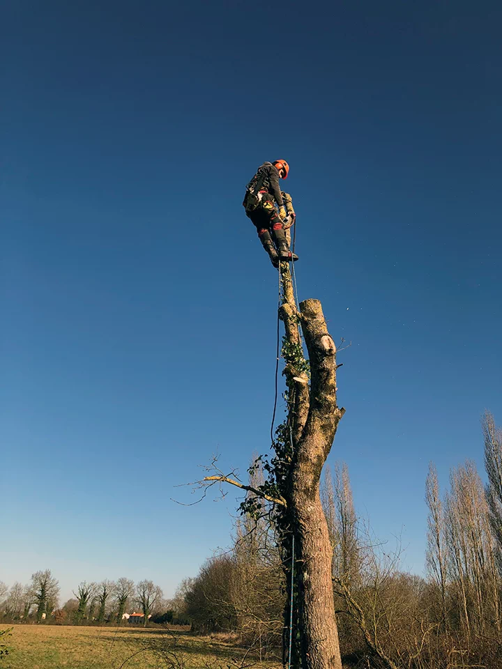 Réalisation de paysagiste à Mouilleron Le Captif, Seve Paysage